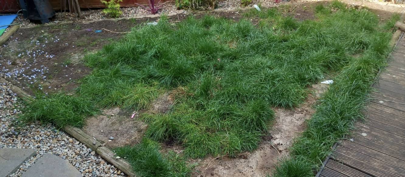 Patchy worn out turf to all year green before